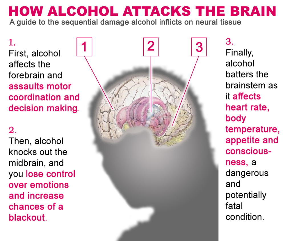 Alcohol & the Brain