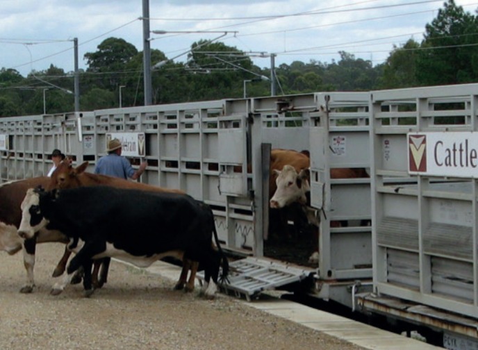 Cattle by Train