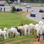 HERDSMEN ADAMANT, CATTLE GRAZING ON FCT STREETS AND ROADS CONTINUE