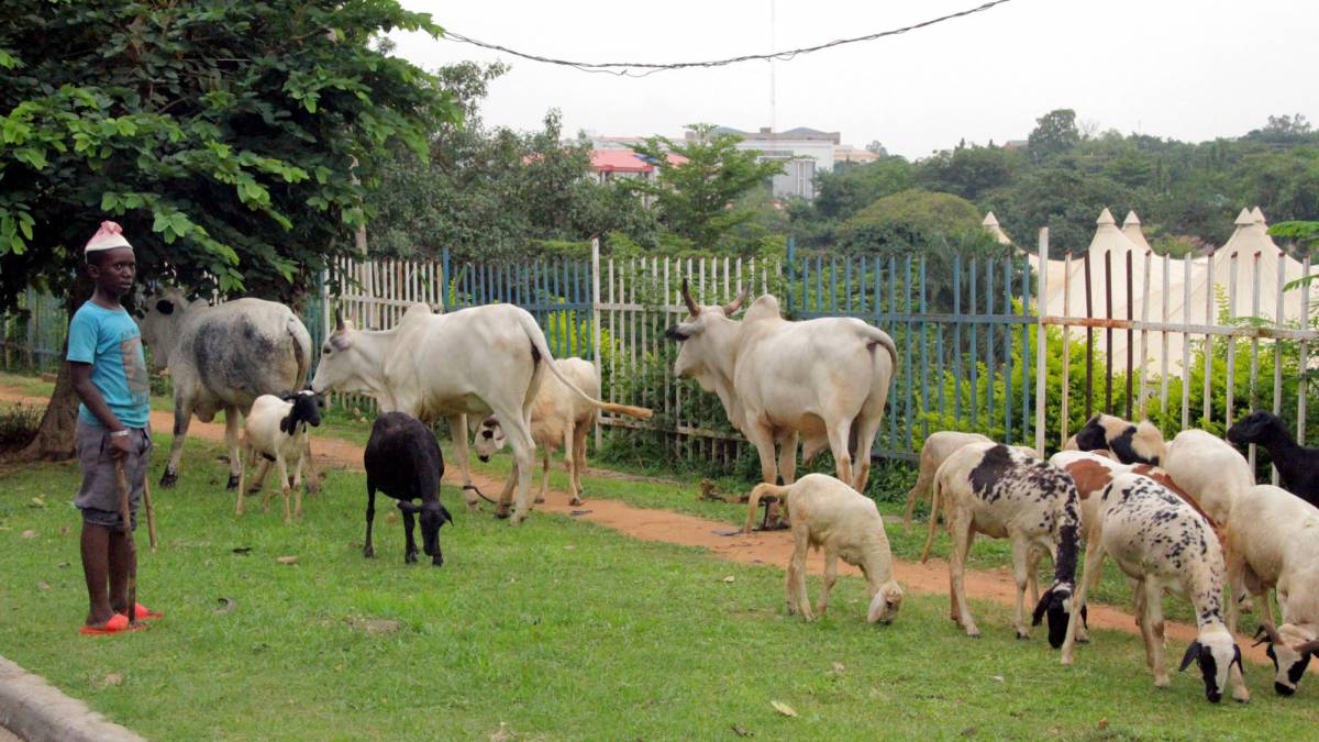 cattle-invasion-abuja-fct2