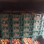 FRESH TOMATOES ARRIVE LAGOS FROM KANO BY RAIL FIRST TIME IN 58 YEARS