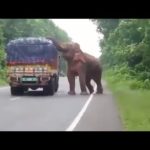 ELEPHANT WAYLAYS TRUCK, FEASTS ON POTATO CONSIGNMENT (VIDEO)